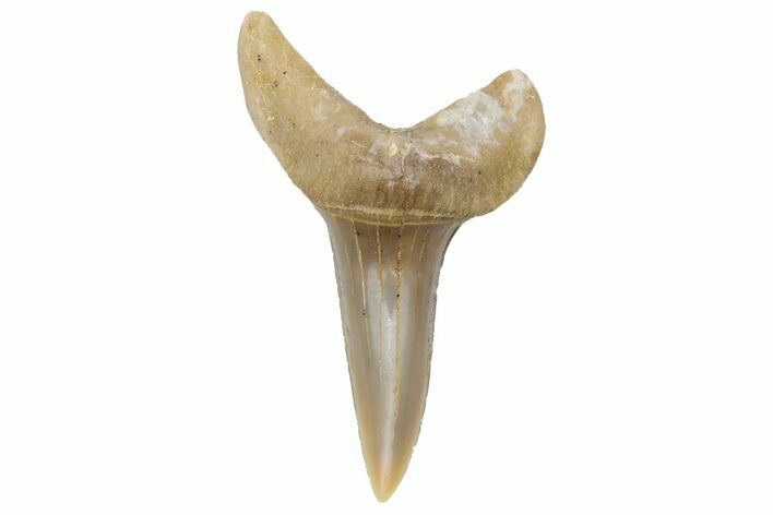 Sand Tiger Shark (Carcharias) Tooth - Dakhla, Morocco #225307